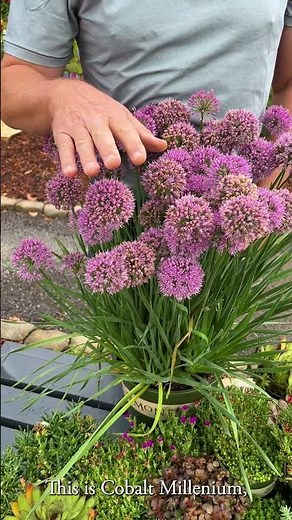 Bee-Loved Blooms All Summer 🐝🌸 Try Cobalt Millenium Allium in Your Pollinator Garden!