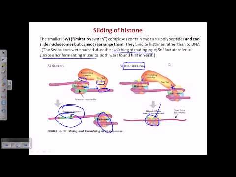 ATP dependent chromatin remodelling
