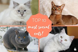 10 Most Social Cat Breeds - Friendly and Affectionate!