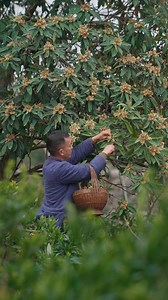 7.2K views · 216 reactions | From tree to treat ✨ — Discover how traditional loquat paste is made from the sweet Eriobotrya japonica fruit. A timeless process rooted in Chinese heritage, now shared for your table.  #AcrossAsia #TraditionalTaste #LoquatPaste #AsianHeritage #FromNatureToKitchen | Across Asia | Facebook