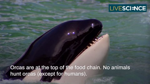 Facts about orca killer whales