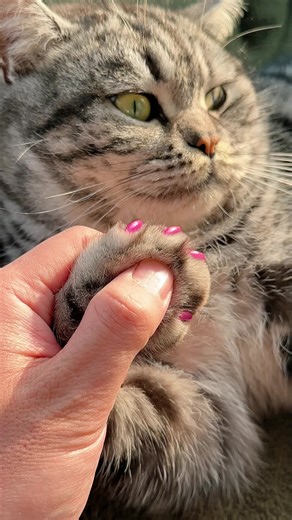 The Importance of Nail Trimming for Cats