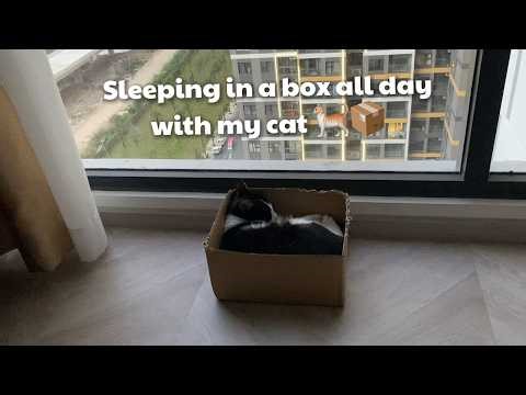Sleeping in a Box All Day with My Cat 🐱📦 | Cozy Cat Video