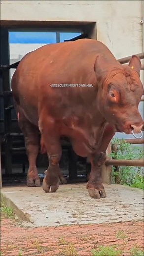 Los 10 animales con el miembro reproductor más grande del mundo salvaje #mundoanimal #wildlife | Descubrimientoanimal