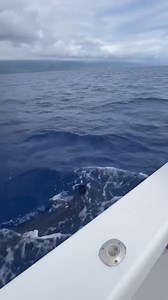 87K views · 1.9K reactions | Kona, HI - Tantrum released a Blue Marlin (600). | BillfishReport.com | Facebook