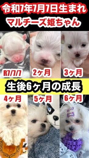 🐶マルチーズ子犬｜6ヶ月の成長記録📈