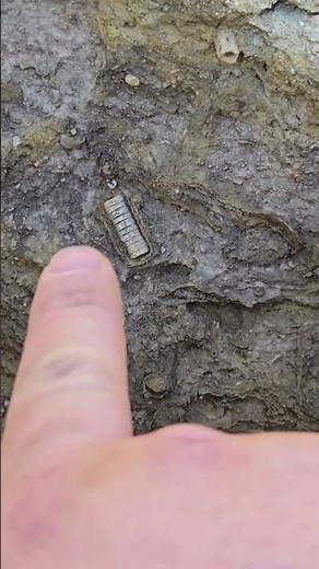 Algea costing crinoid stem from 300mil years ago #fossil #paleontology