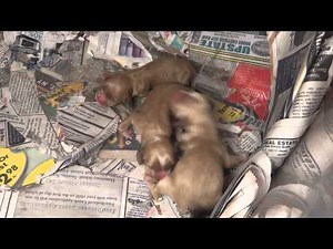 Newborn Cocker Spaniel Puppies