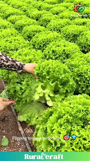 You HAVE to See This PERFECT Lettuce Harvest! 🥬 Watch This Pro’s Flawless Cutting Technique! #fresh