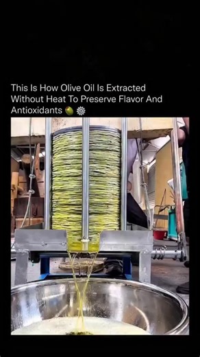 knowledge martix on Instagram: "Extracting olive oil without heat is the difference between preserving nature and destroying it This process, often referred to as cold or heat-free extraction, relies on slow mechanical pressure instead of high temperatures. Fresh olives are first crushed into a paste, then stacked in layers and gently pressed so the oil separates naturally from water and solids. By avoiding heat entirely, the oil retains polyphenols, antioxidants, and healthy fats that are other