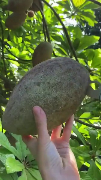 Mamey Sapote Seeds – Pouteria Sapota Tropical Fruit Tree, Exotic Garden Planting - Etsy