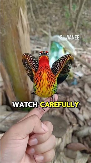 Unfolding Perfection! 👑 The Golden Fan Bird Reveal ✨