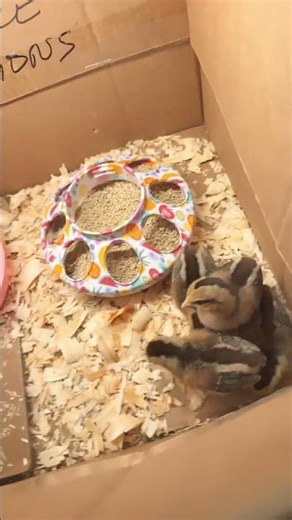 Cute chick #animals #backyardchickens #chicken #chicks #pets