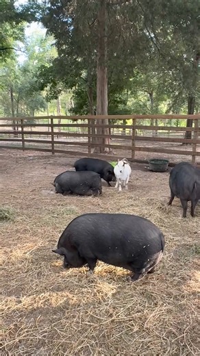 Ostrich Eggs and Pigs | Longhorn Lester's