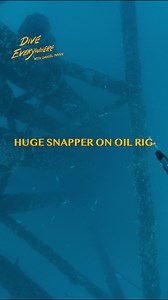 132K views · 1.2K reactions | Best shot on huge dog snapper | Daniel Mann - Dive Everywhere | Facebook