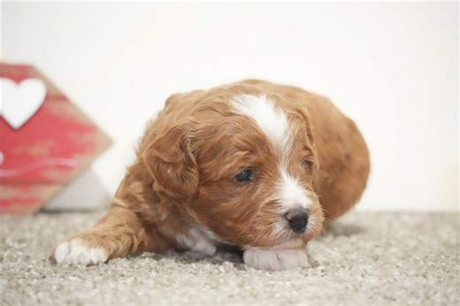 Octavia - Cavapoo Puppy CB658F