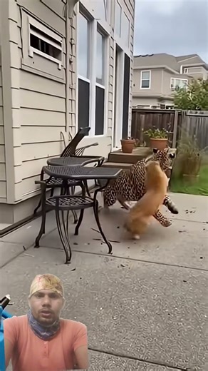 Brave Cat vs Ferocious Leopard | The Power of a Mother's Love