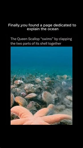 Explain the Ocean on Instagram: "Just @explaintheocean #reels #reelsinstagram #ocean #fish #animals #facts The Queen Scallop can actually swim by snapping its shell halves together, shooting out jets of water that lift it off the seafloor. Each rapid clap gives it a burst of thrust, letting it zig-zag away from predators like starfish. It looks like a seashell suddenly coming alive — popping open, snapping shut, and darting through the water with surprising speed."