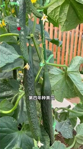 To reduce vegetable diseases and pests, crop rotation and intercropping are essential. #vegetable...