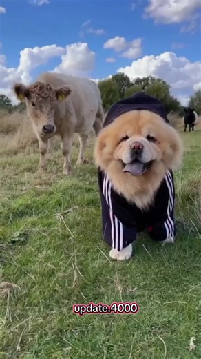 Amazing Facts About CHAOW CHAOW Dogs