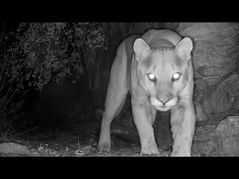 "MOUNTAIN LIONS" Arizona trail camera footage