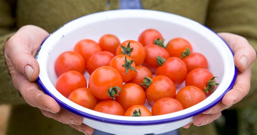 Tomato trouble? 5 common mistakes that might be hurting your harvest