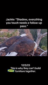 Last night felt like watching a couple attempt to assemble IKEA furniture together after a long day, except their “furniture” is a giant stick, and one of them got her neck physically caught in it. Jackie really tried to let Shadow handle things today. After leaving him alone earlier and watching him struggle through his own personal enlightenment, she came back at dusk with that classic “I’m not here to micromanage… I’m just here to check” energy. But the moment she saw Shadow wrestling a branc