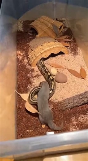 Juvenile Ball Python vs Mongoose – Instant Strike & Lock #BallPython #Mongoose #SnakeVsMongoose #TerrariumFight #RawNature #WildEncounters #UnfilteredWildlife #NatureInstinct #RealAnimalFootage | Clash Box