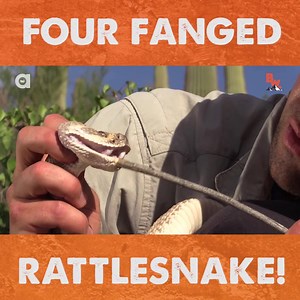 18K views · 109 reactions | The most iconic snake in the Southwest is unquestionably the Western Diamondback Rattlesnake. Featured in everything from early tribal culture to Western films, this snake has developed quite a reputation and is just as beautiful as it is deadly. | Coyote Peterson | Facebook