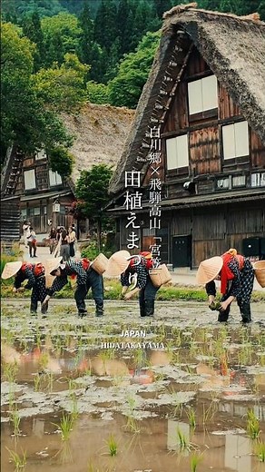 #白川郷 #飛騨高山 合掌造りと早乙女が織りなす、日本の原風景「第41回田植えまつり」