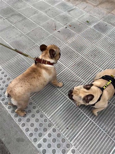 My 5.5yo frenchie boy meeting a 1yo frenchie girl 💓 #frenchiepuppy #frenchbulldog #spain