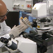 Video: Analysis of Beta-cell Function Using Single-cell Resolution Calcium Imaging in Zebrafish Islets