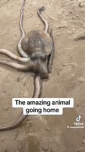 They're so alien | Hypnotic Beauty