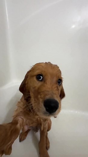 big boy little bladder 😂🩵 but he’s so perfect 🥹 Food: @openfarmpet 🏷️: HONU . . #goldenretrieverlifepuppy #dogmom #goldenretrieverworld | Honutheblue
