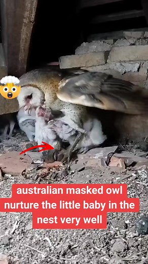 Australian Masked Owl Caring for Baby in Nest