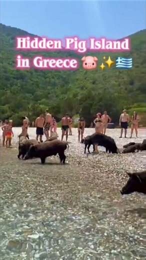 Welcome to Pig Beach, Atokos Island. 🐷✨🇬🇷💙 #shorts #pigbeach #Atokosisland #VisitGreece #HiddenGem