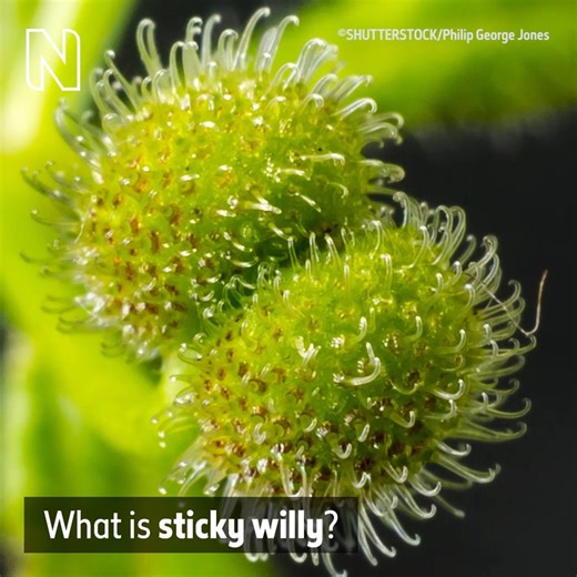 5.7K views · 132 reactions | This sticky plant goes by many names, but what do you call it? Stickyweed has a habit of getting stuck on our clothing and in pet hair, but why is it so outrageously clingy? Discover the secret of this pesky plant  | Natural History Museum, London | Facebook