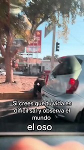 Si crees que tu vida es difícil, sal y mira al oso