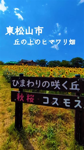 ひまわり畑 撮り方：東松山市農林公園の満開ひまわり撮影ガイド