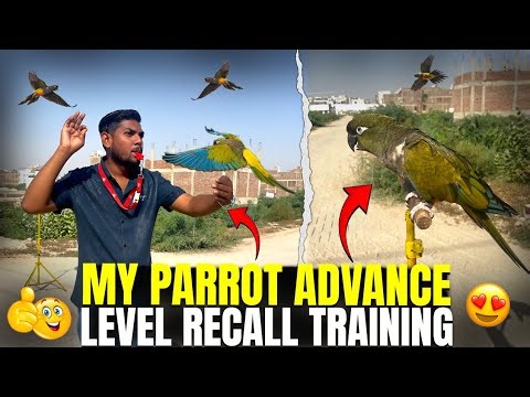 Kenny Parrot Ki Recall Training Phir Se Start 🦜 | Next Level Obedience & Flying Skills