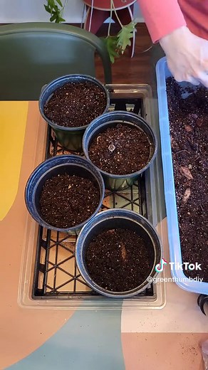 Dahlia Planting Tips for Beautiful Blooms | Pre-Sprouting Guide