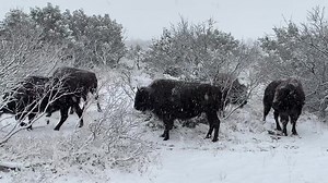 53K views · 2.3K reactions | Sunday morning weather at Caprock Canyons State Park… #winter2024 #texasstateparks #bison | Caprock Canyons State Park | Facebook