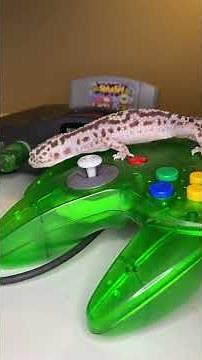 5 Things Leopard Geckos Do For Fun On Their Day Off | Our First YouTube Short! #shorts