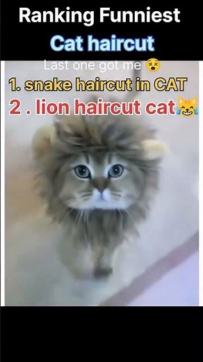 Funniest cat haircuts ranked! Comment your favorite style 😹✂️