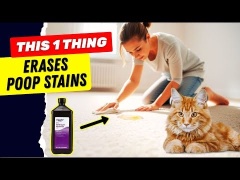 Quick & Easy Trick to Remove Pet Poop from Carpet