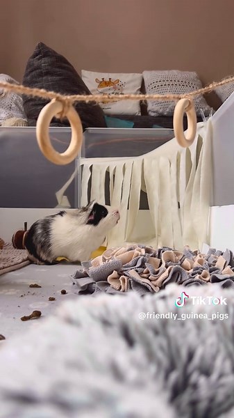 Adorable Guinea Pigs in ASMR Moments