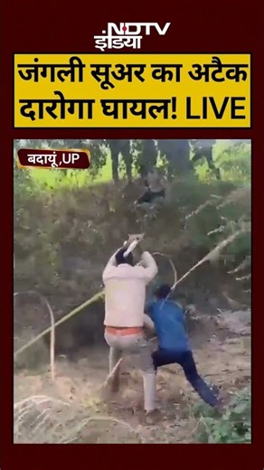 UP News: जंगली सूअर का अटैक, दारोगा घायल!|#shorts #viral #budaun #upnews #shortsvideo