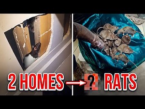 THE BEST WAY TO GET RID OF RATS QUICKLY!! RATVac...