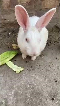 Baby Bunny Screaming