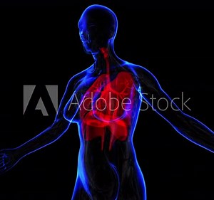 Transition body - female respiratory system - body. Loop